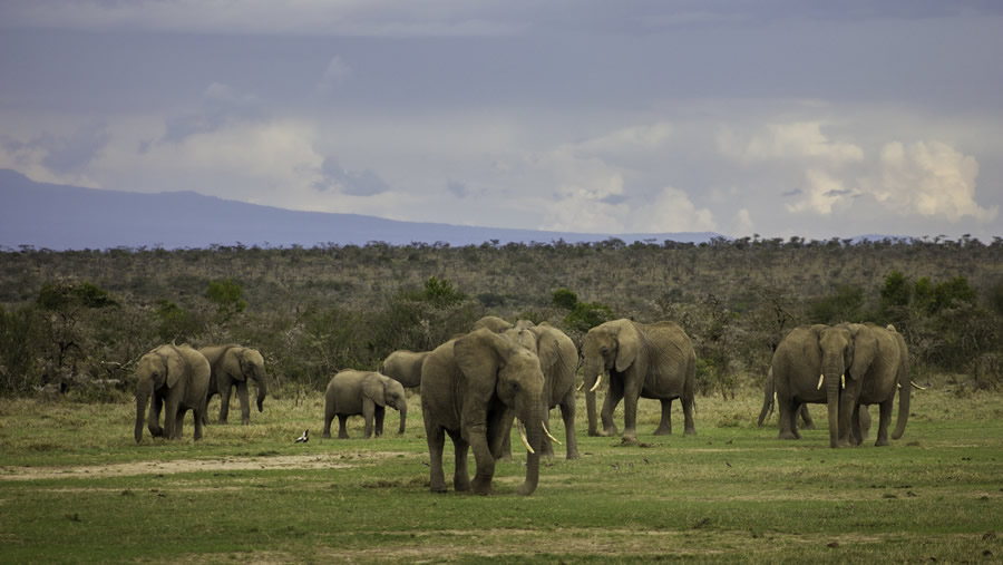 The Amazing Samburu National Reserve