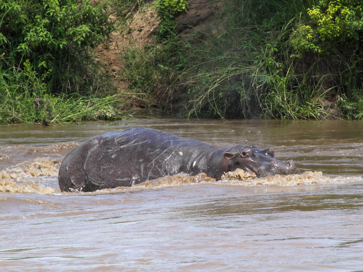 Mara River Hippo