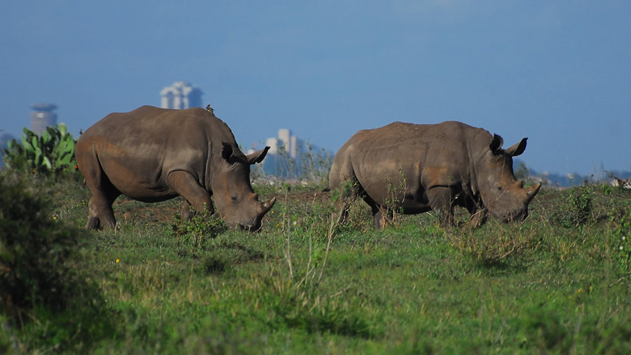 Here's why people should visit Nairobi National Park: