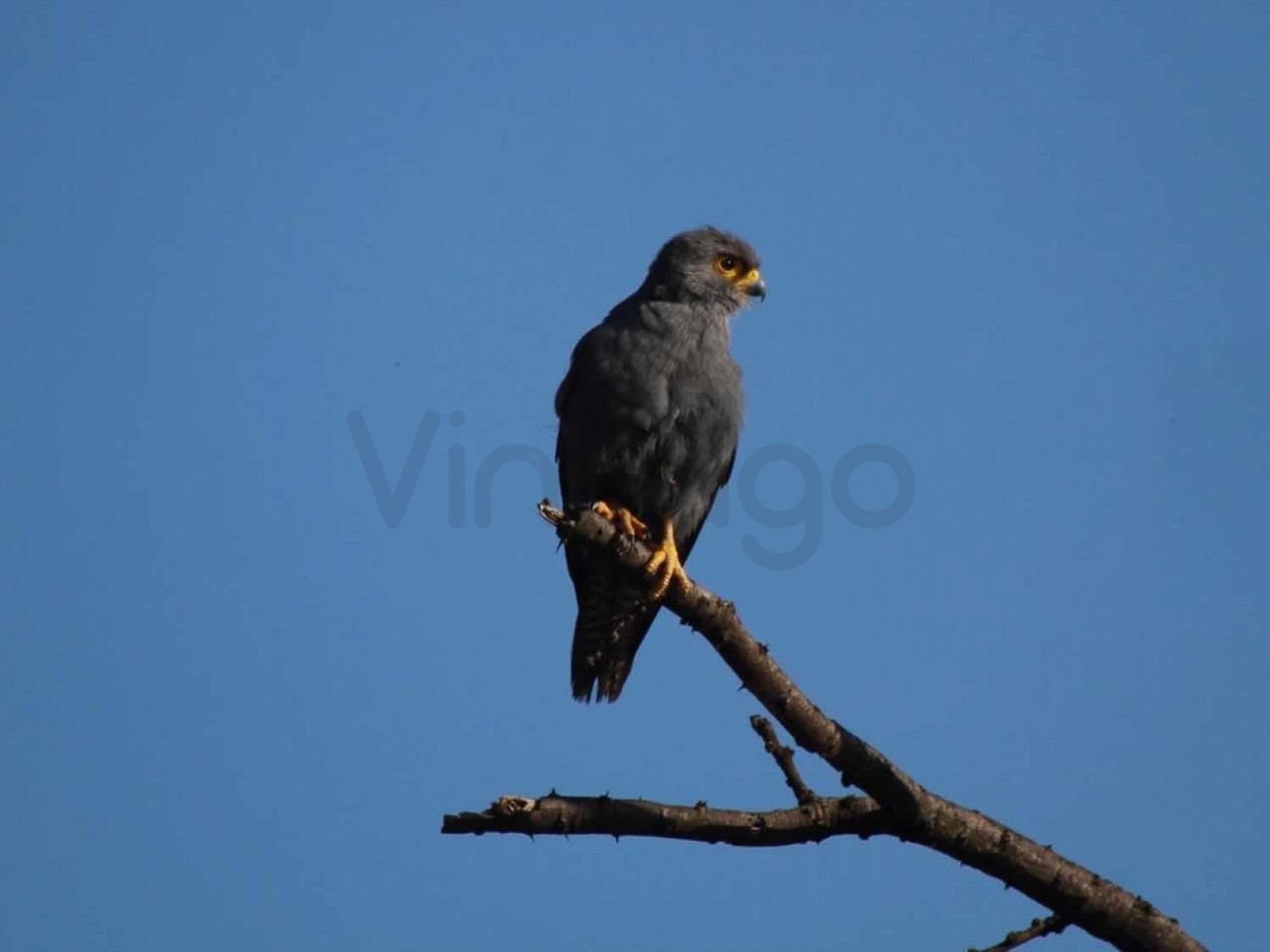 Falcon | Maasai Mara Game Reserve
