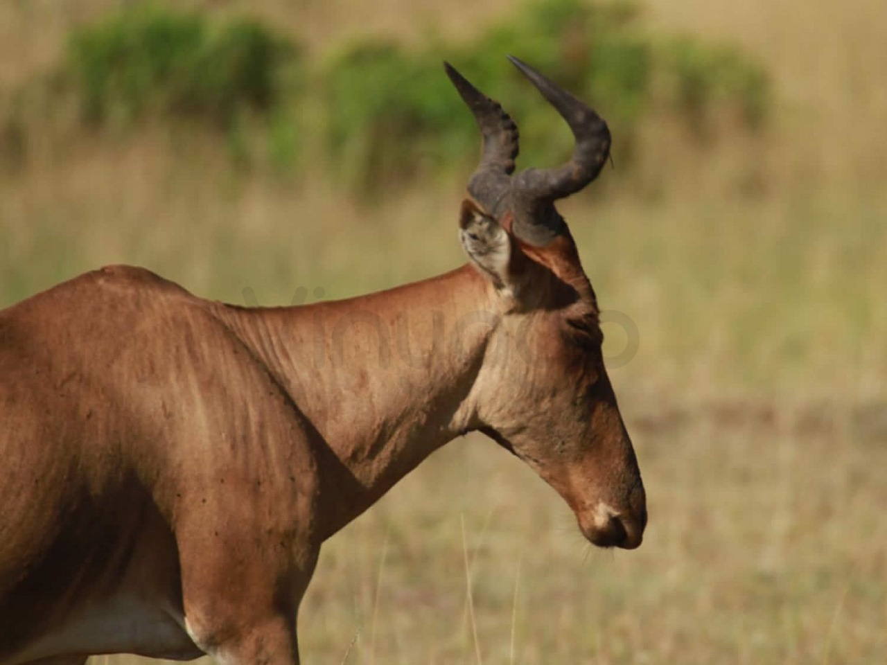 Cokes Hertebeest | Maasai Mara Game Reserve