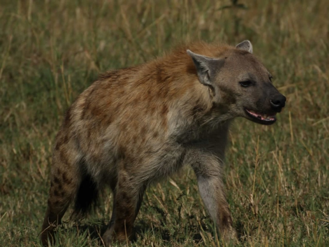 Hyena | Maasai Mara Game Reserve