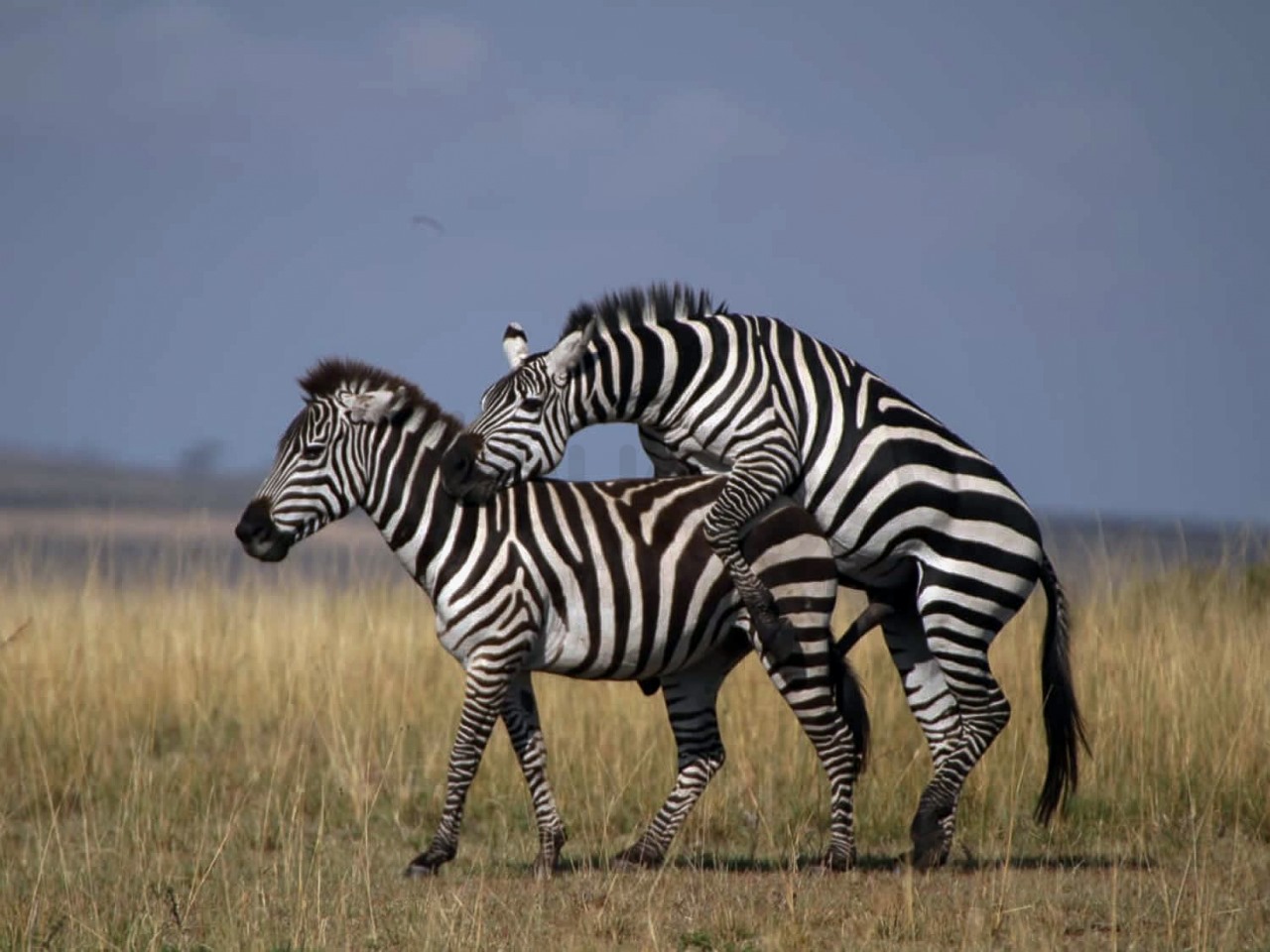 Mating Zebras | Maasai Mara Game Reserve