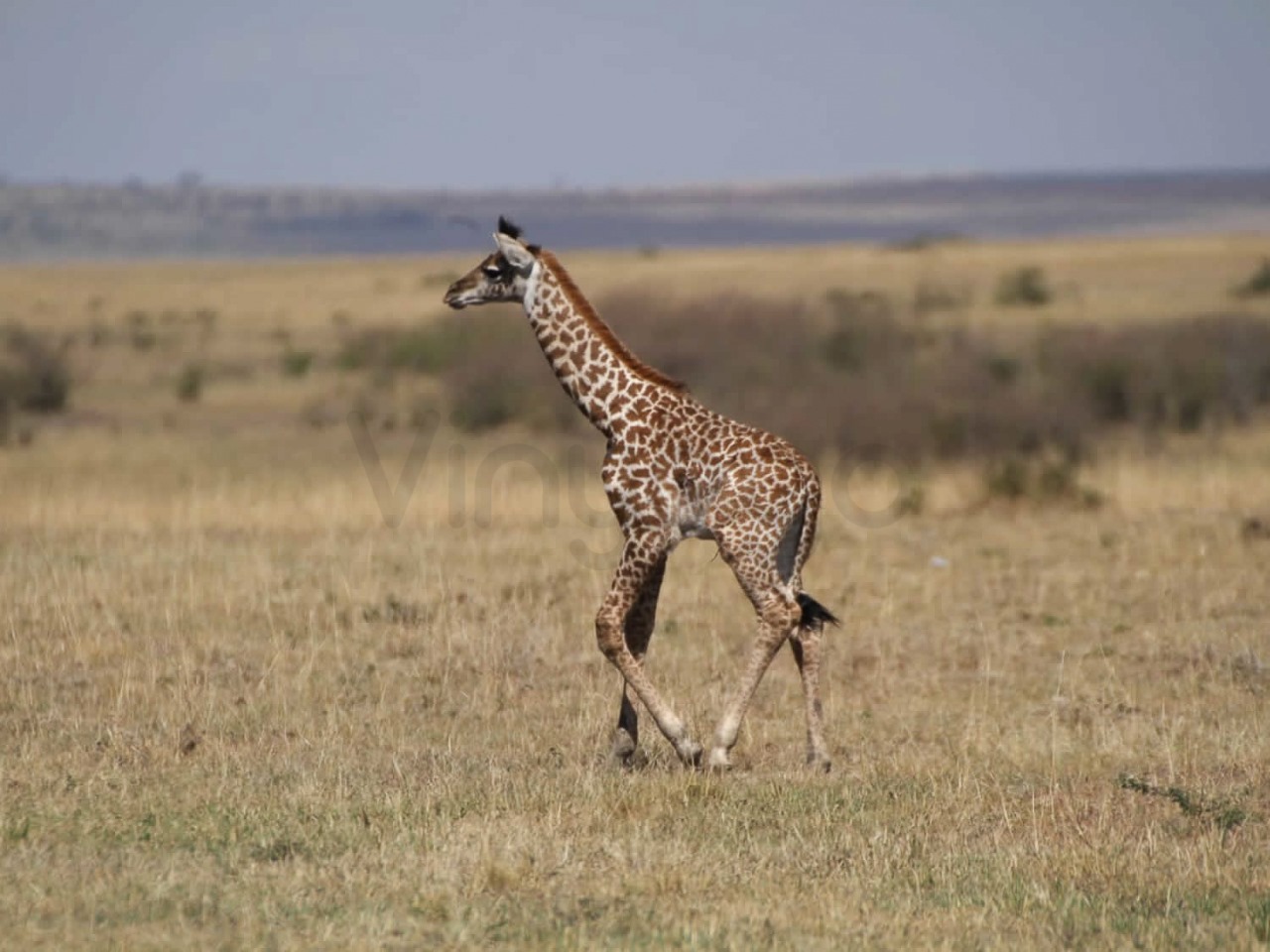 Giraffe | Maasai Mara Game Reserve