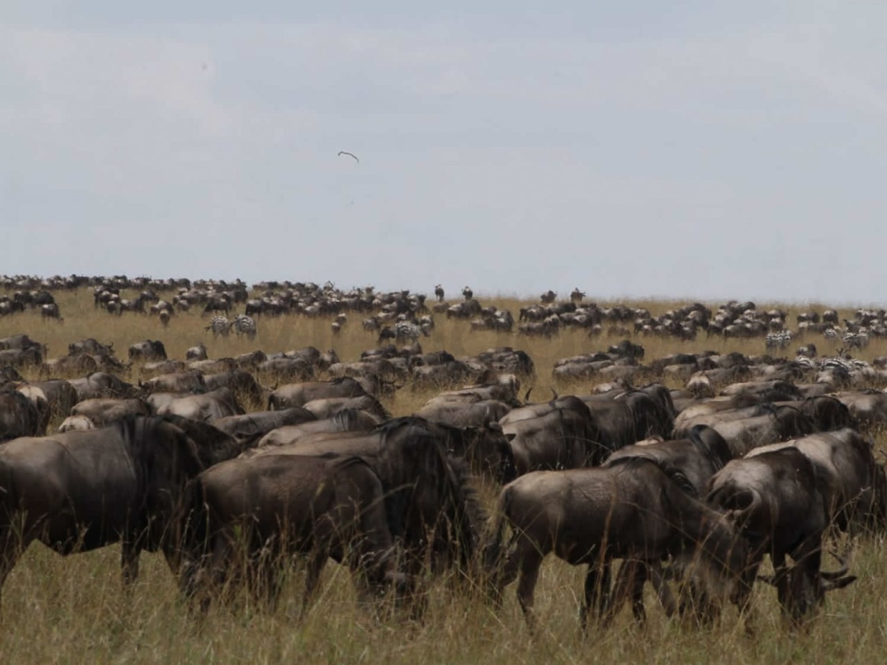 Migration | Maasai Mara Game Reserve