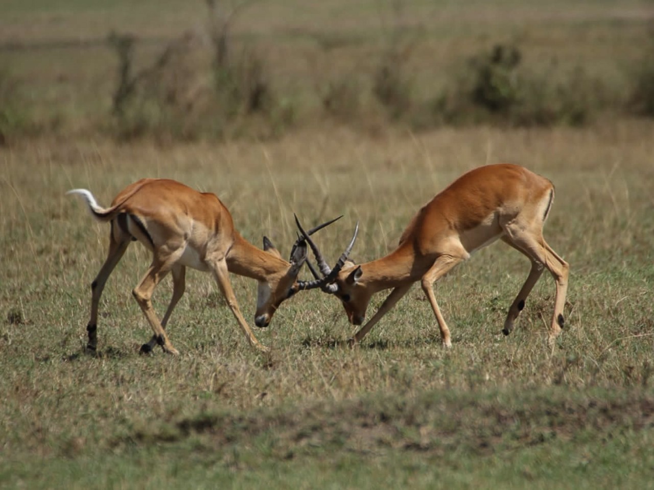 Spurring Impala Boys | Maasai Mara Game Reserve