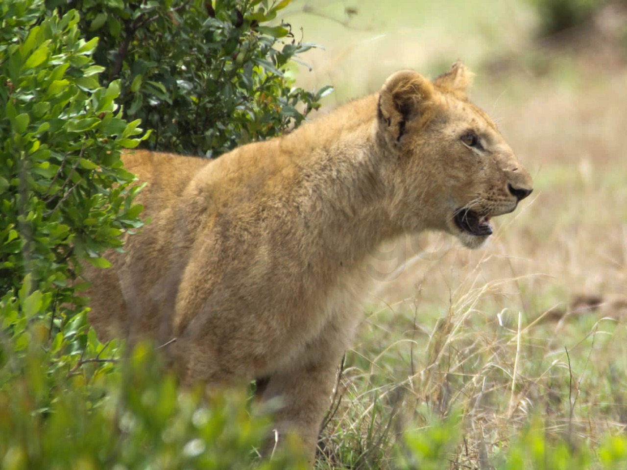Lion Cub | Maasai Mara Game Reserve