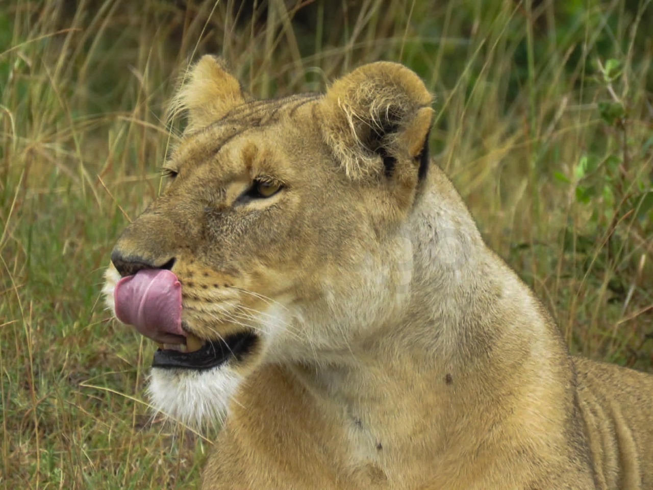 Lioness | Maasai Mara Game Reserve
