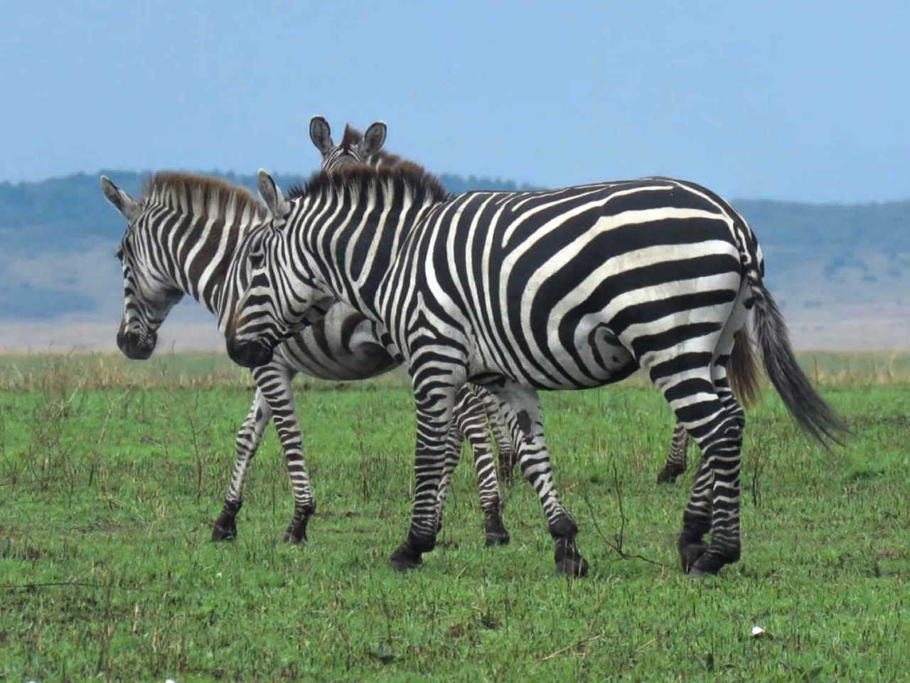 Zebras | Maasai Mara Game Reserve