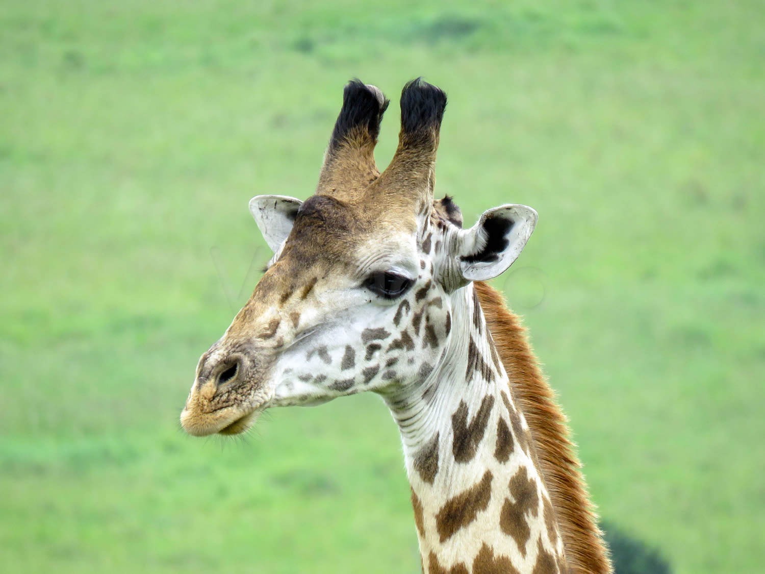 Giraffe Bull | Maasai Mara Game Reserve
