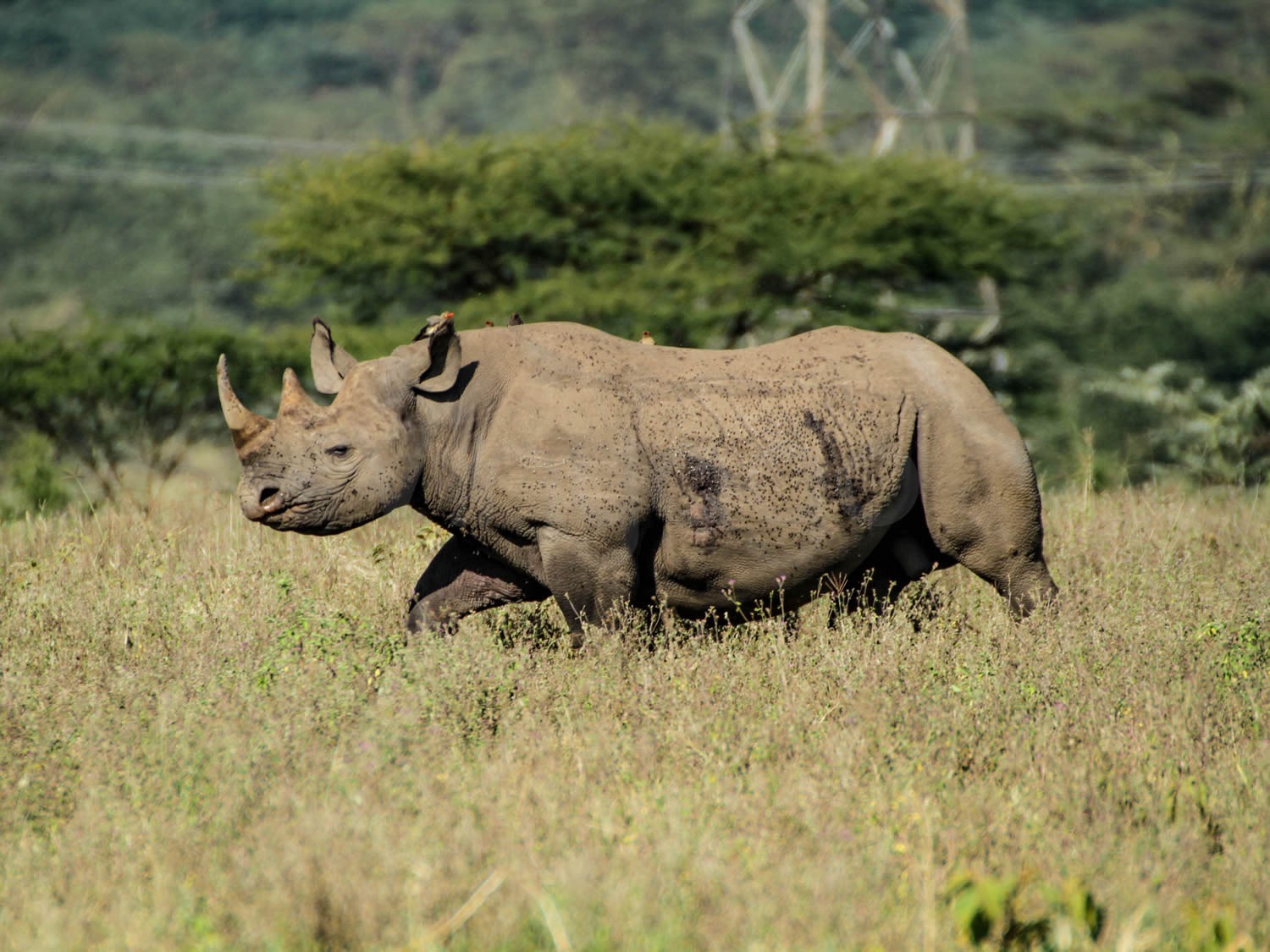 Black Rhino | Lake Nakuru National Park
