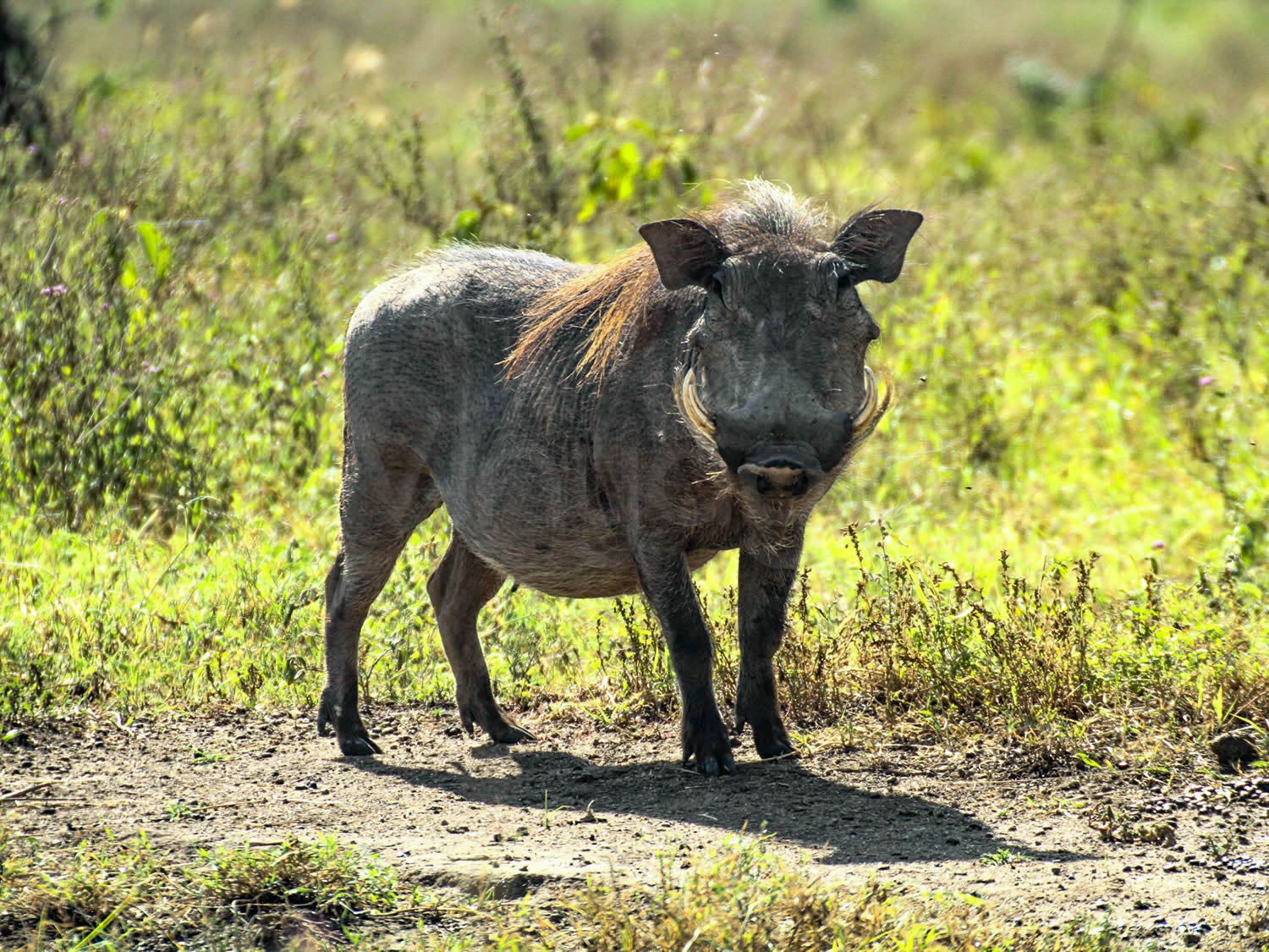 Warthog (f) | Maasai Mara Game Reserve