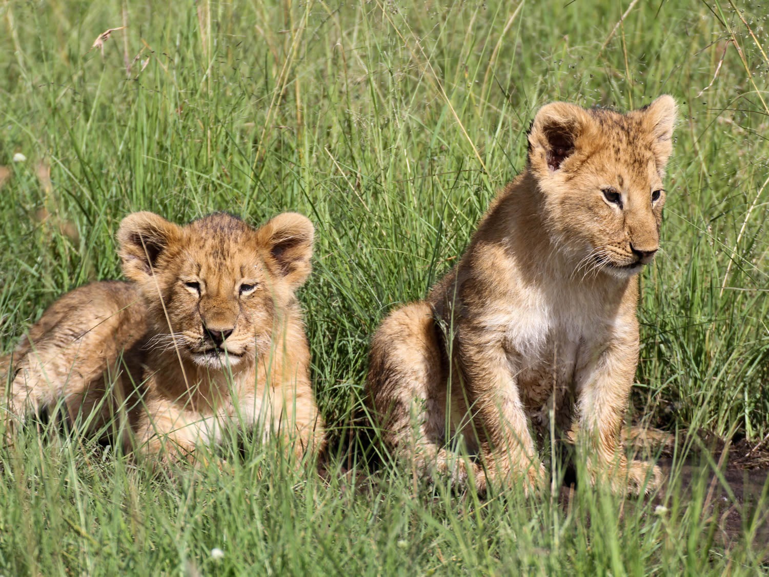 Lion Cubs | Maasai Mara Game Reserve