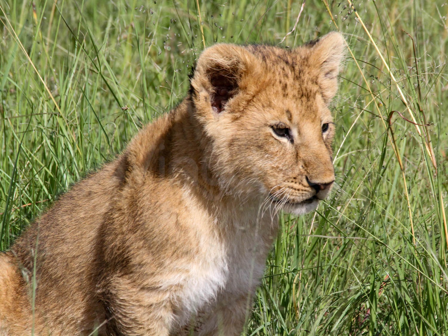 Lion Cubs | Maasai Mara Game Reserve