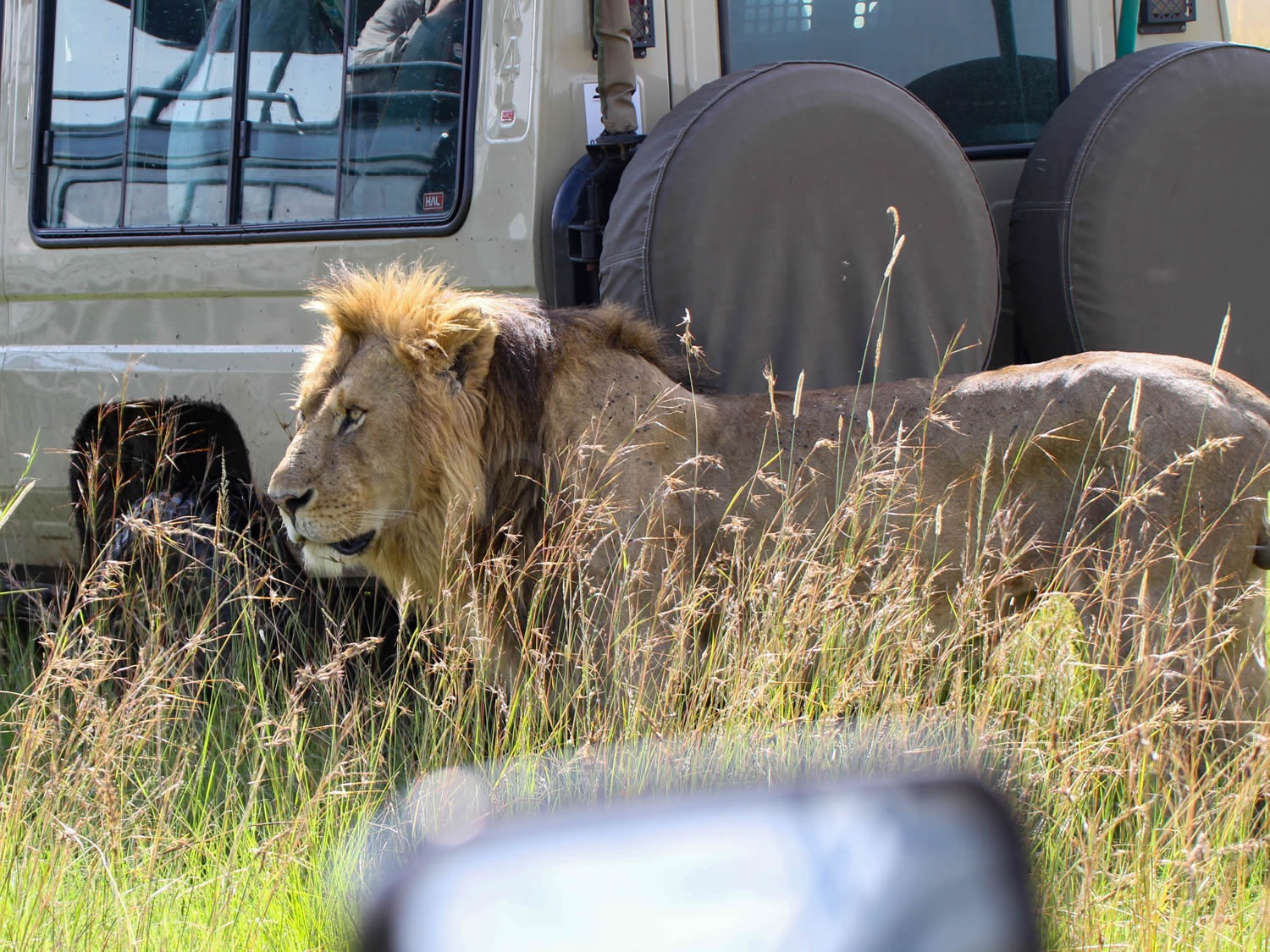 Lion Dad | Maasai Mara Game Reserve