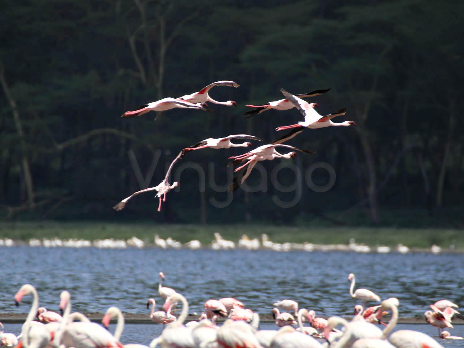 Flight of the flamingos | Lake Nakuru National Park