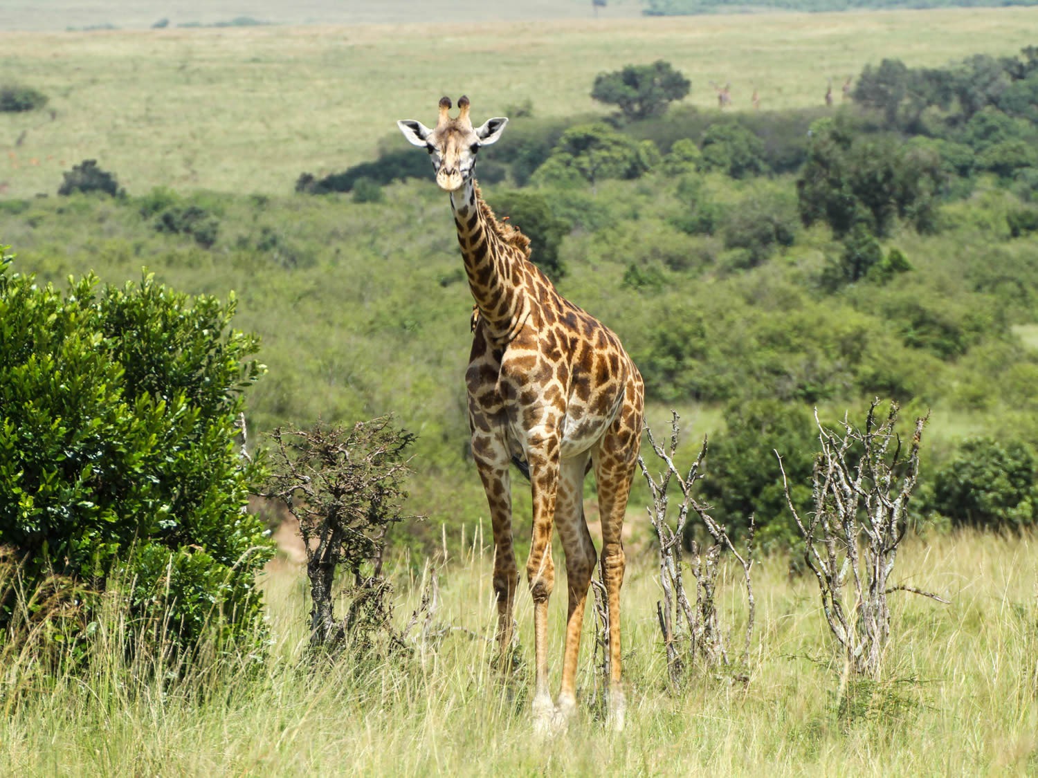 Maasai Giraffe | Maasai Mara Game Reserve