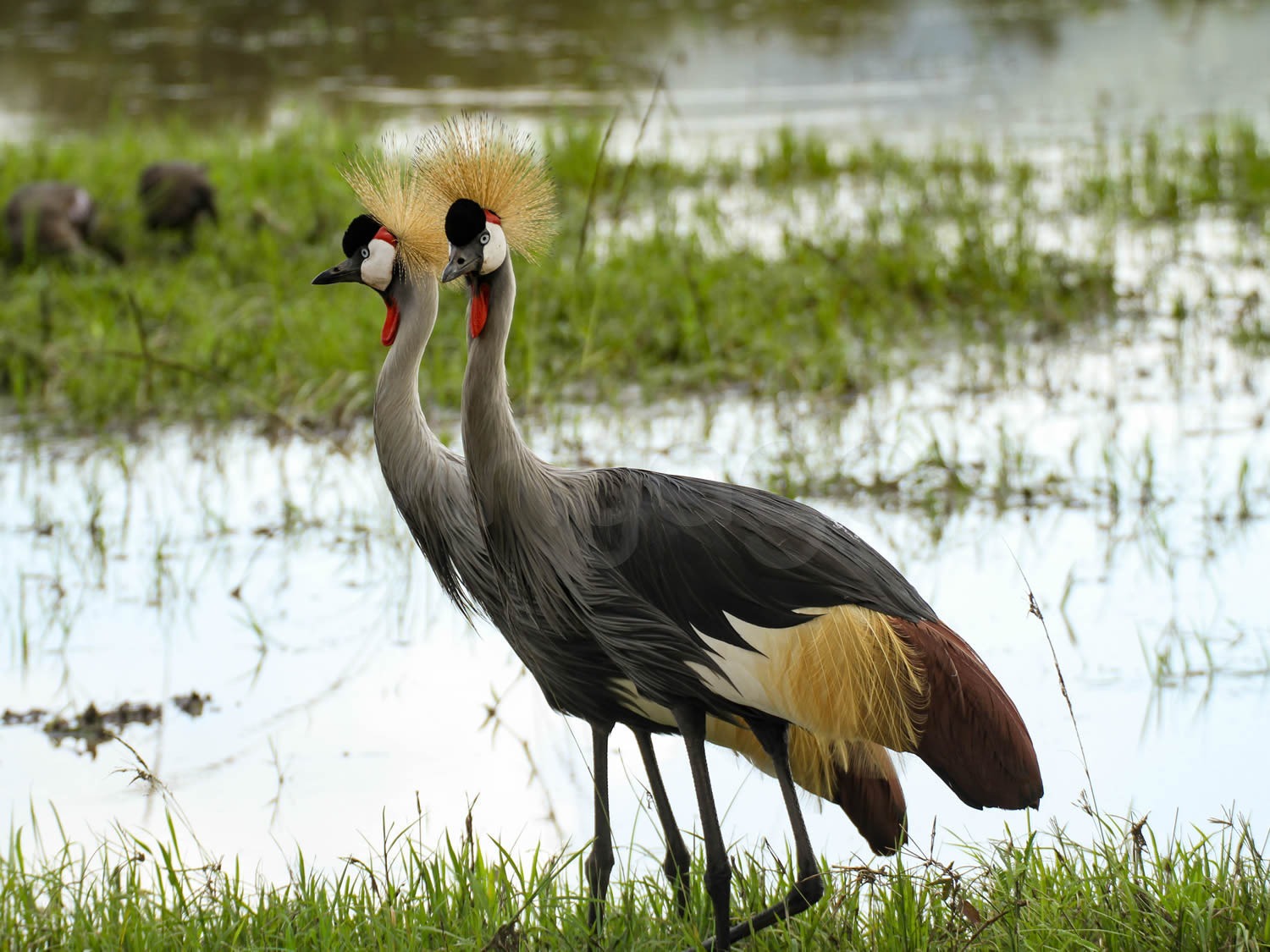 Creasted Cranes | Maasai Mara Game Reserve