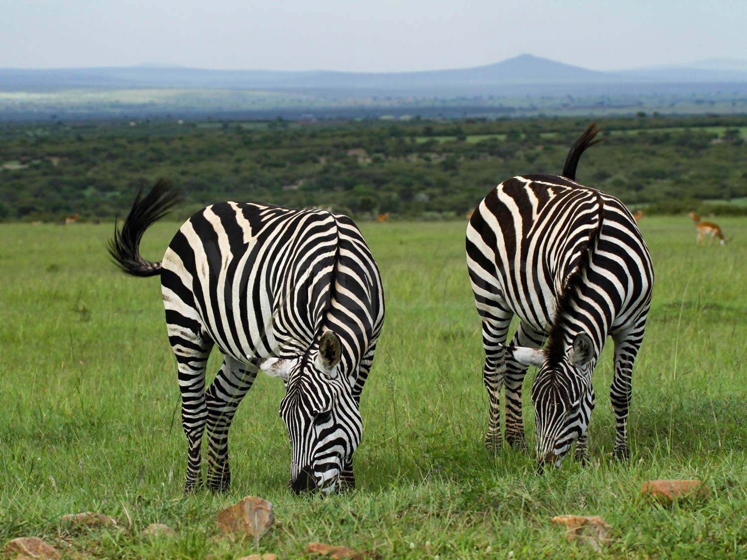 Common Zebra | Maasai Mara Game Reserve