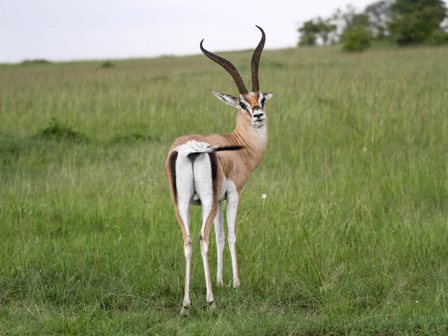 Grant Gazelle | Maasai Mara Game Reserve