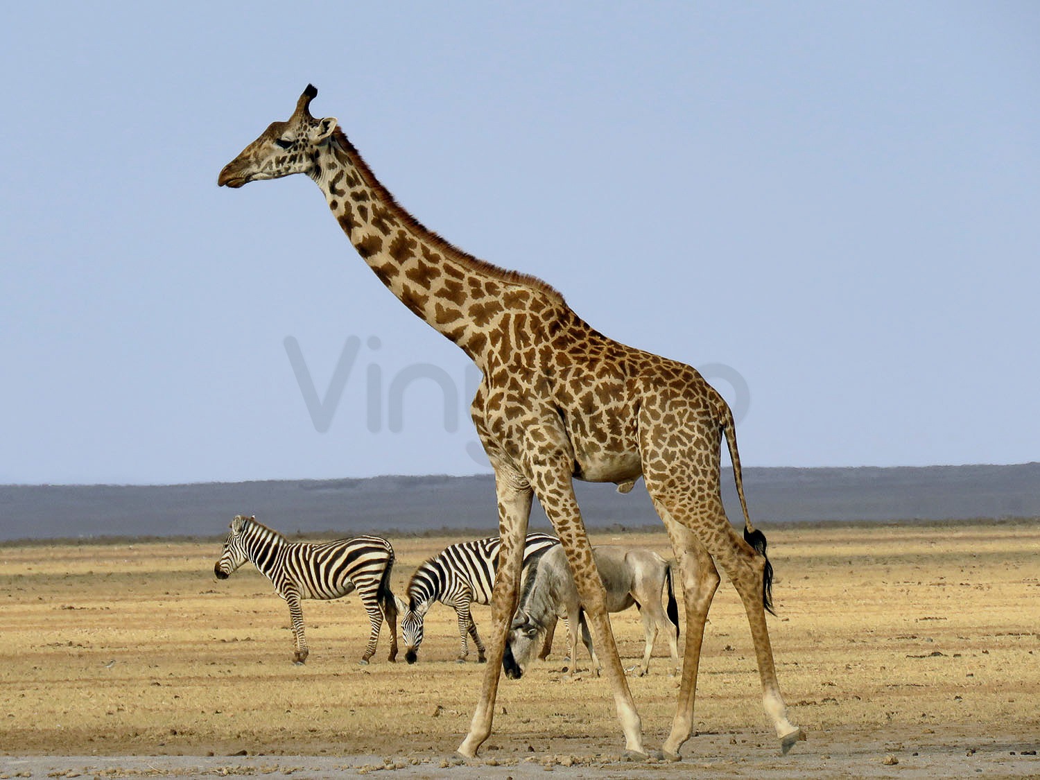 Maasai Giraffe | Amboseli National Park