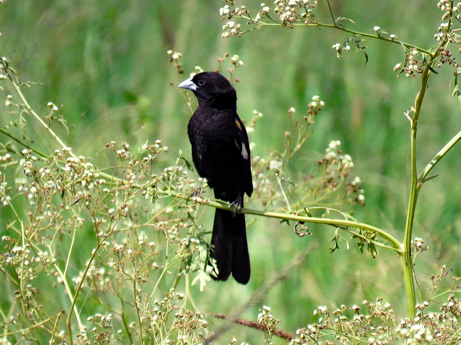 Fan-tailed Widow Bird