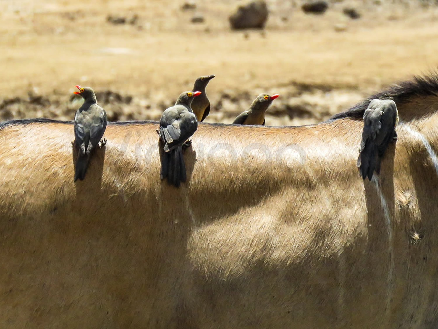 Yellow Billed Ox-peckers | Nairobi National Park