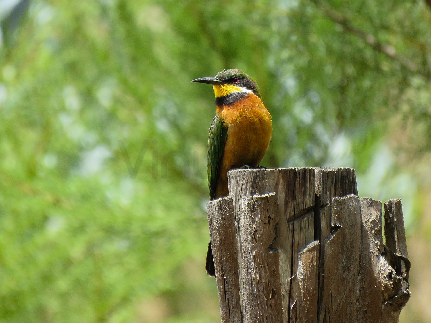 Cinnamon Chested Bee Eater | Central Kenya Highlands