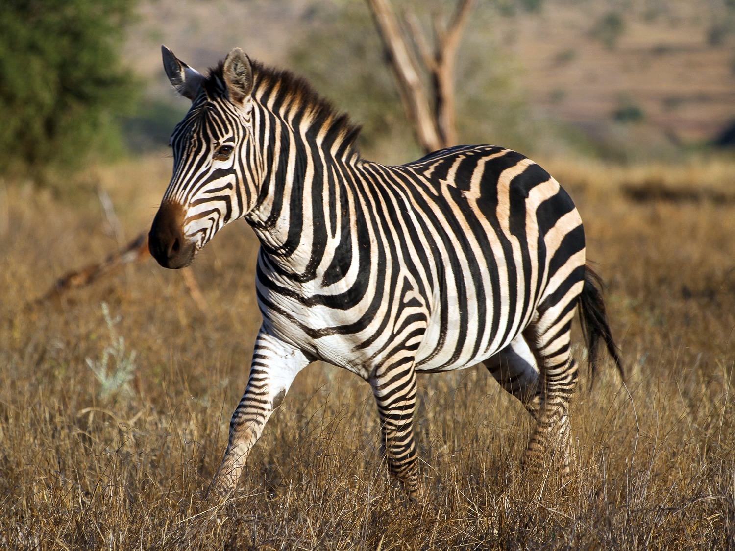 Common Zebra | Tsavo West National Park