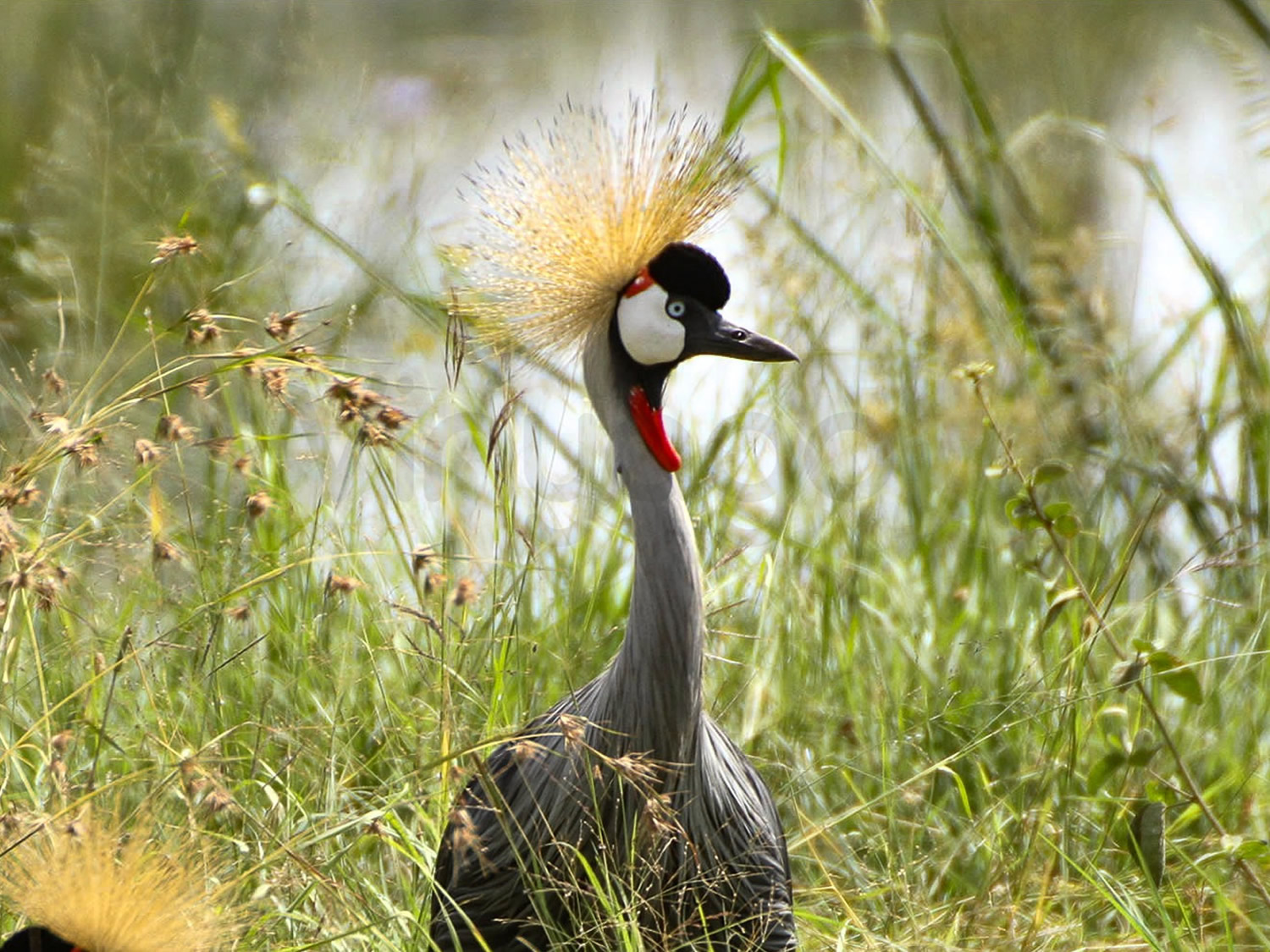 Crested Crane | Nairobi National Park