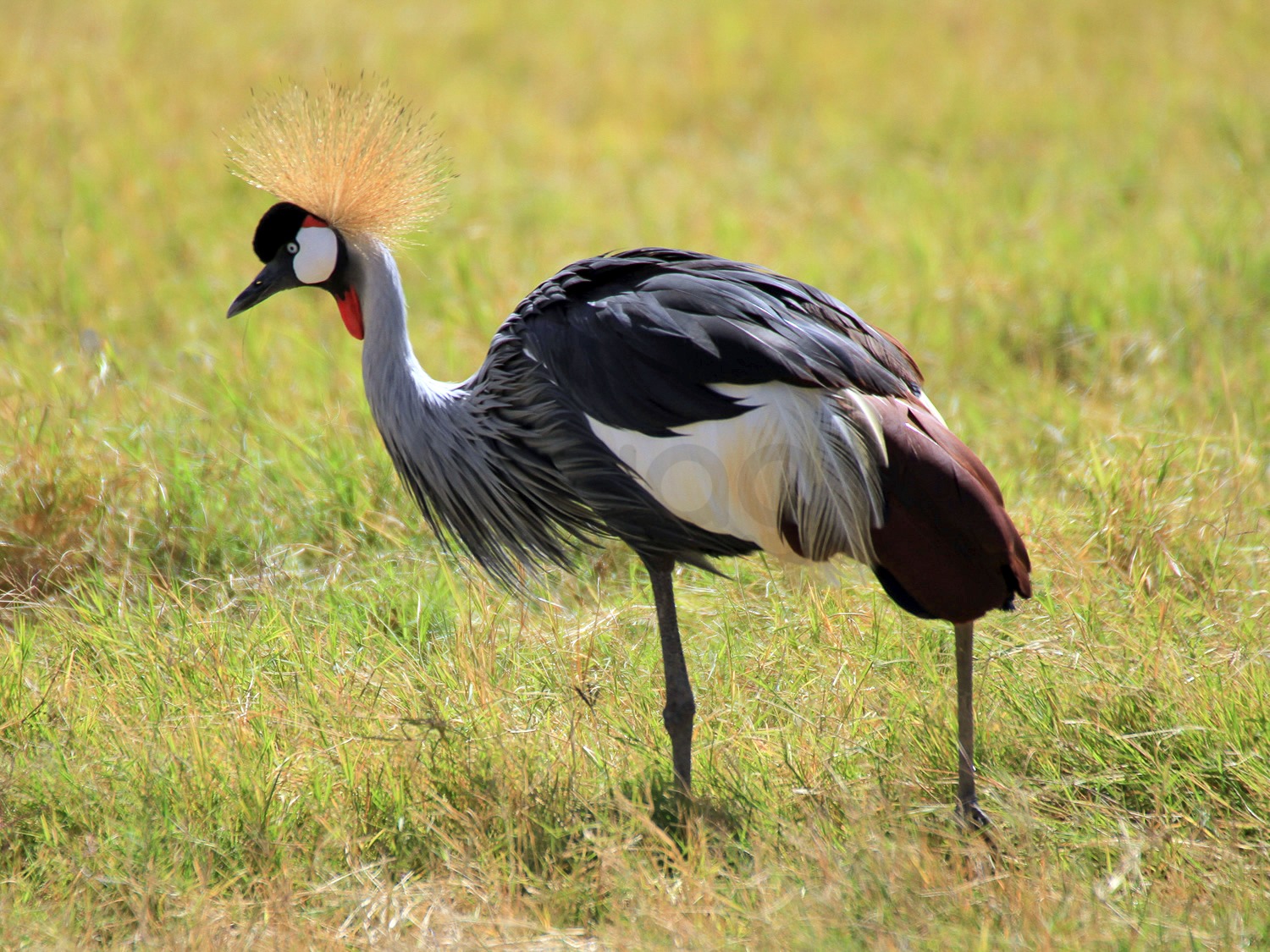 Crowned Crane | Amboseli National Park
