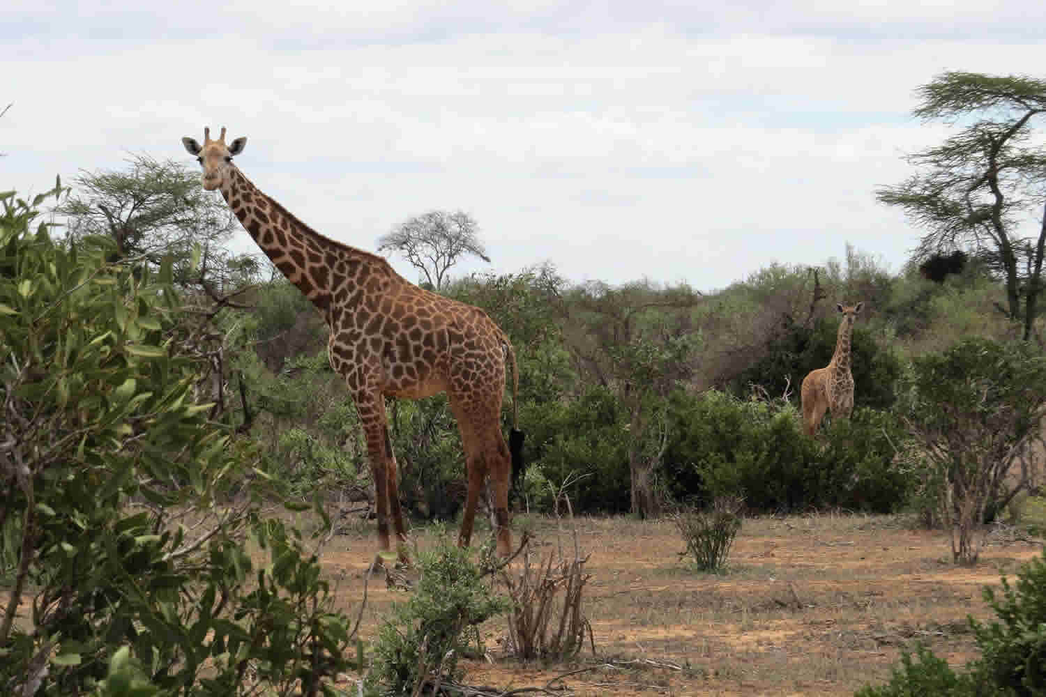 Maasai Giraffe | Tsavo East National Park