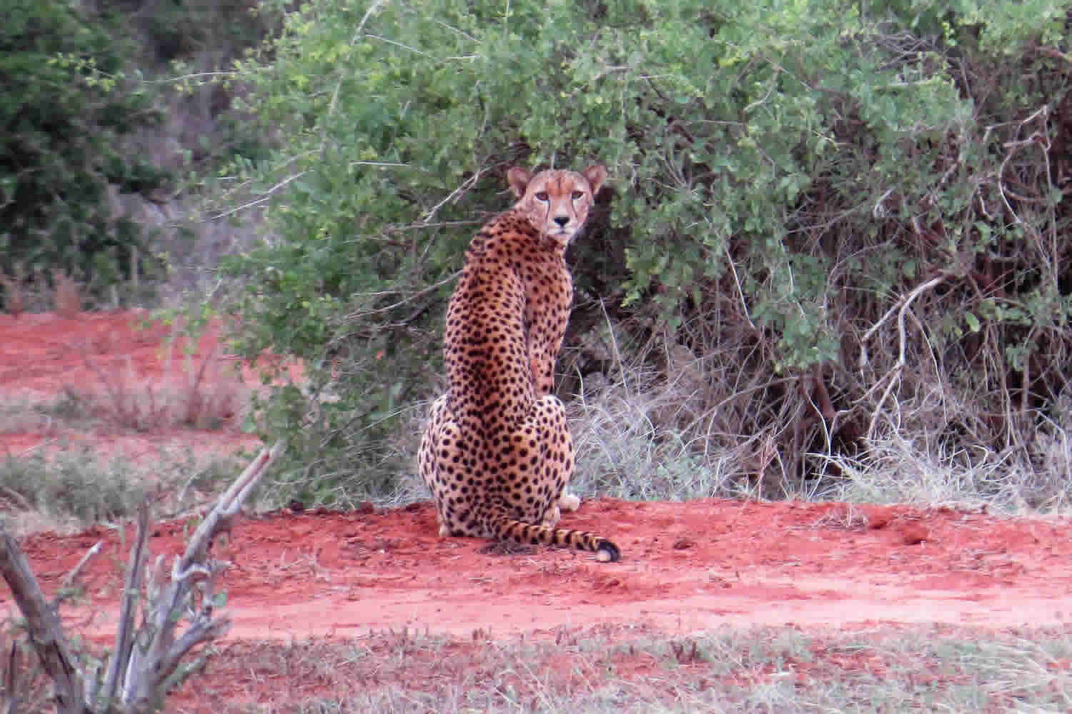 Cheetah | Tsavo East National Park