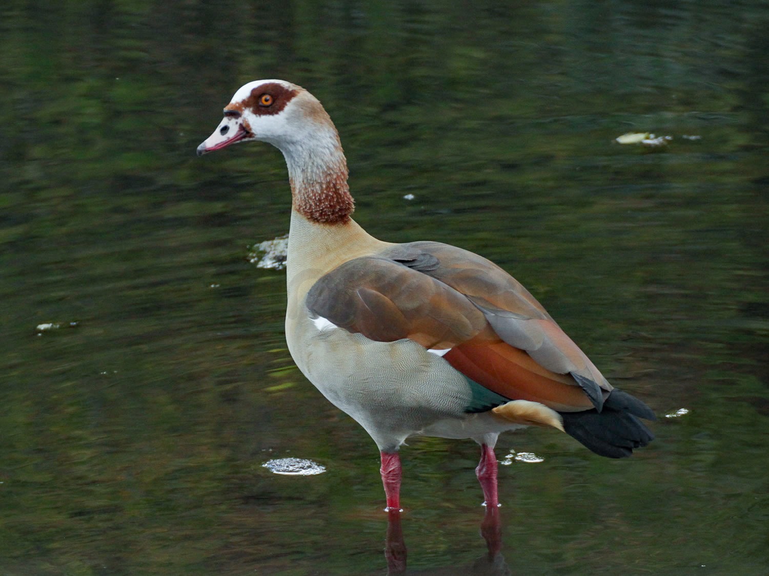 Egyptian Goose | Nairobi National Park