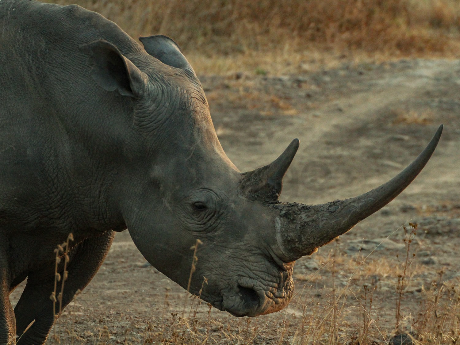 White Rhino | Nairobi National Park