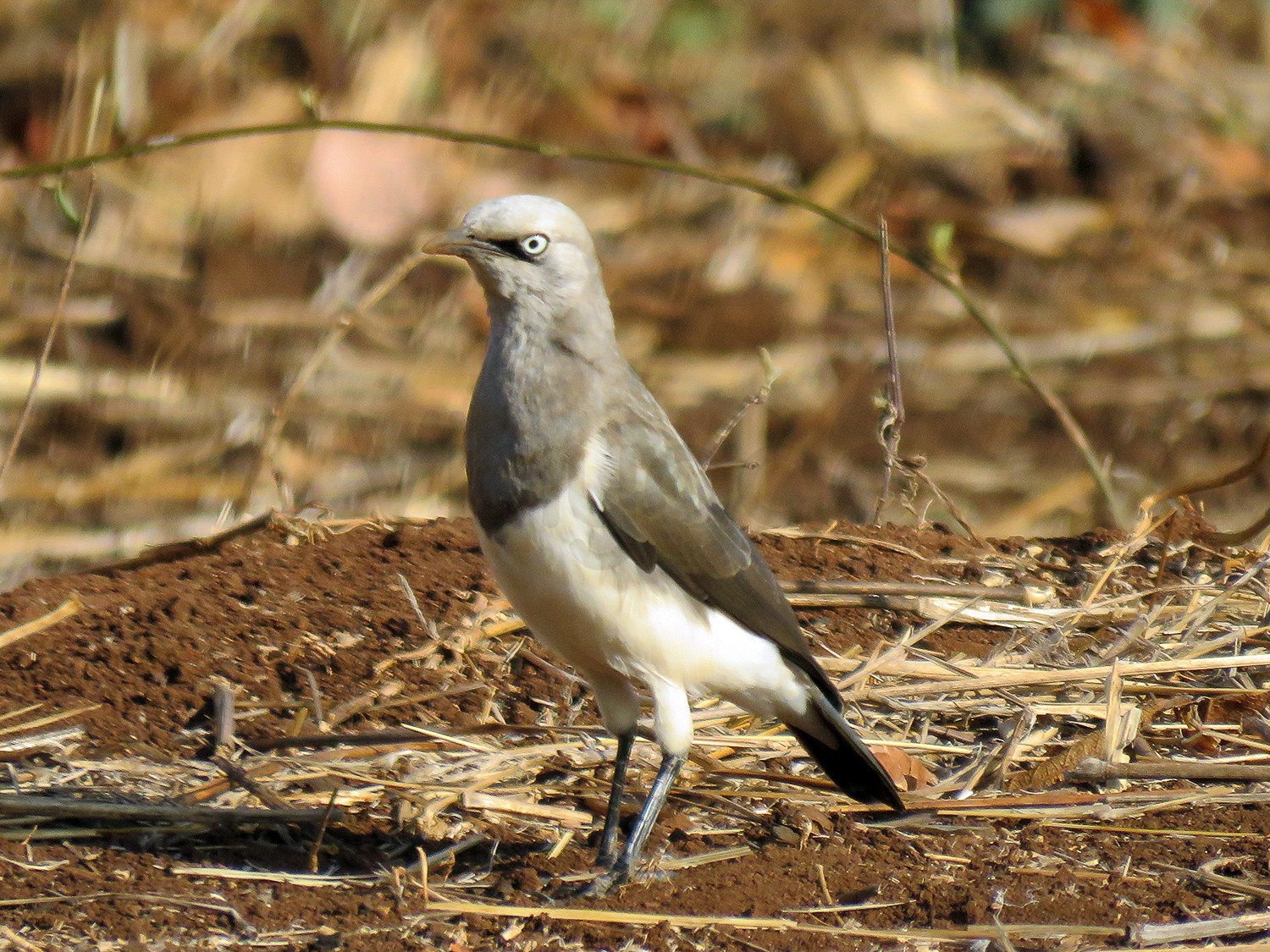 Fischers Starling | Tsavo West National Park