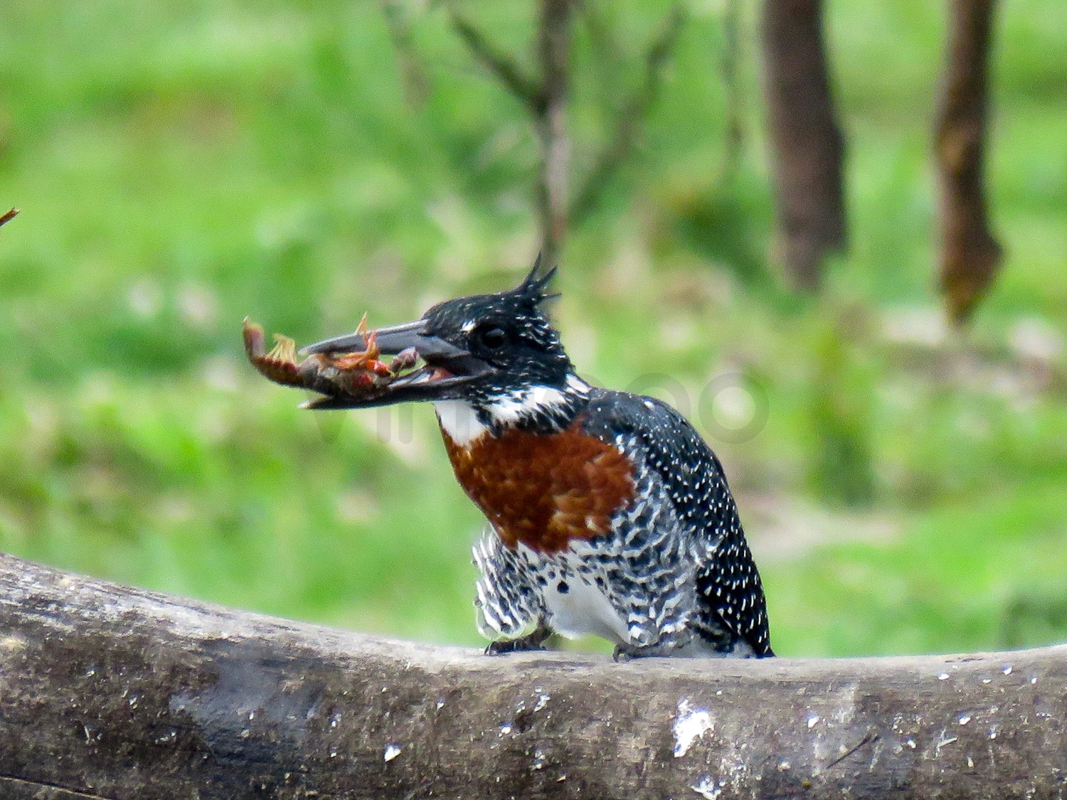 Giant Kingfisher | Lake Naivasha