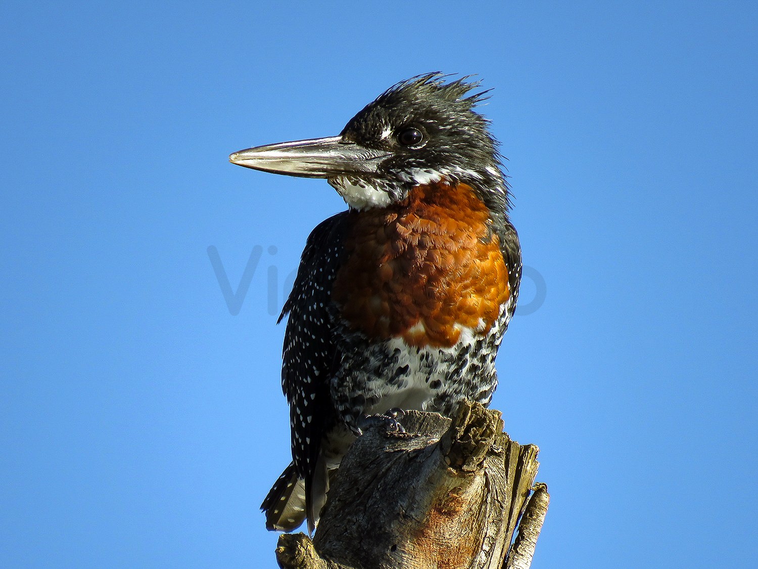 Giant Kingfisher | Lake Naivasha