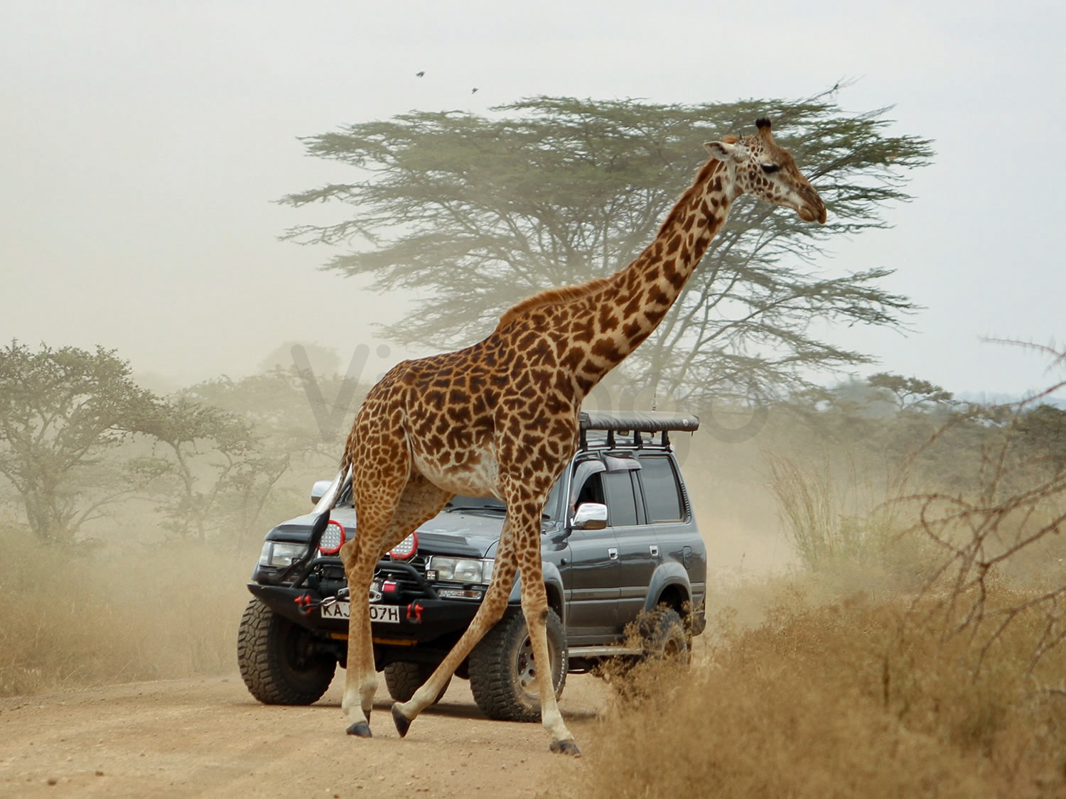 Maasai Giraffe Crossing