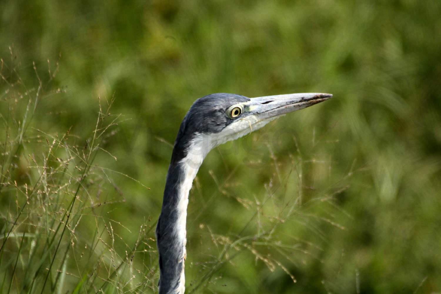 Grey Heron | Nairobi National Park