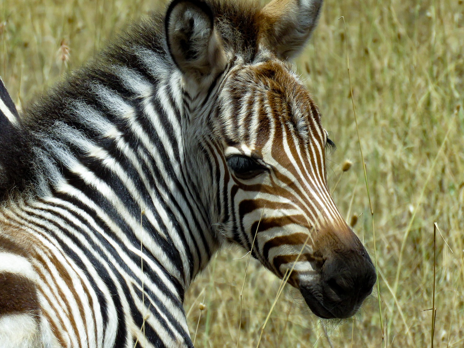 Zebra Fawn