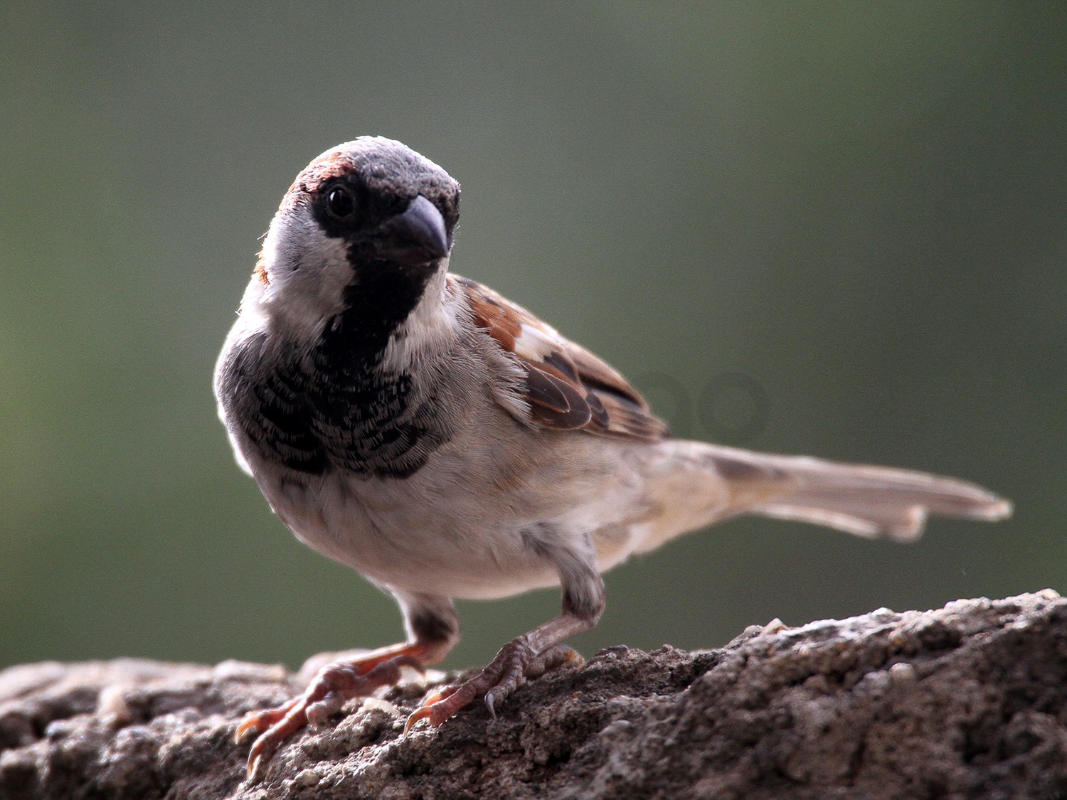 House Sparrow (M)