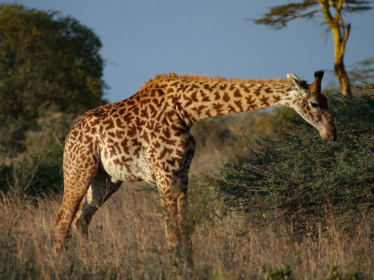 Maasai Giraffe | Nairobi National Park