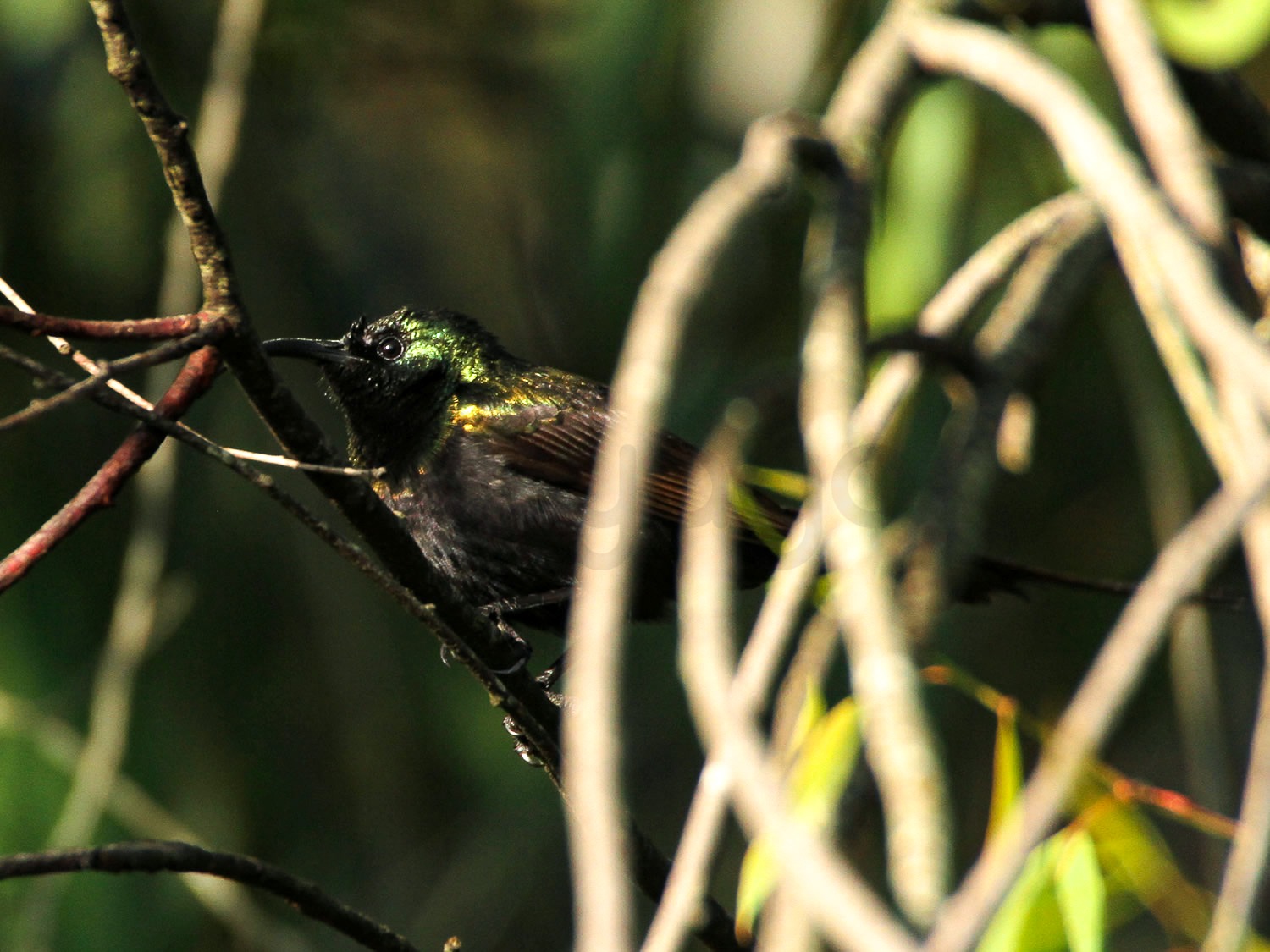 Bronze Sunbird | Central Kenya Highlands