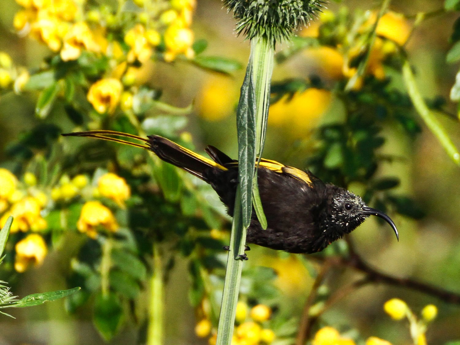 Golden Winged Sunbird | Central Kenya Highlands