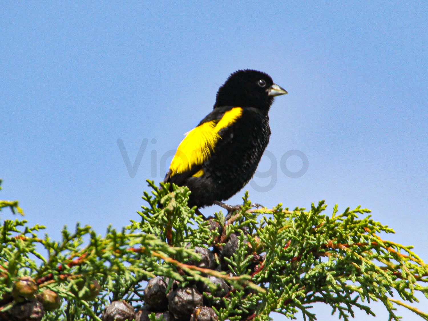 Yellow Bishop | Central Kenya Highlands