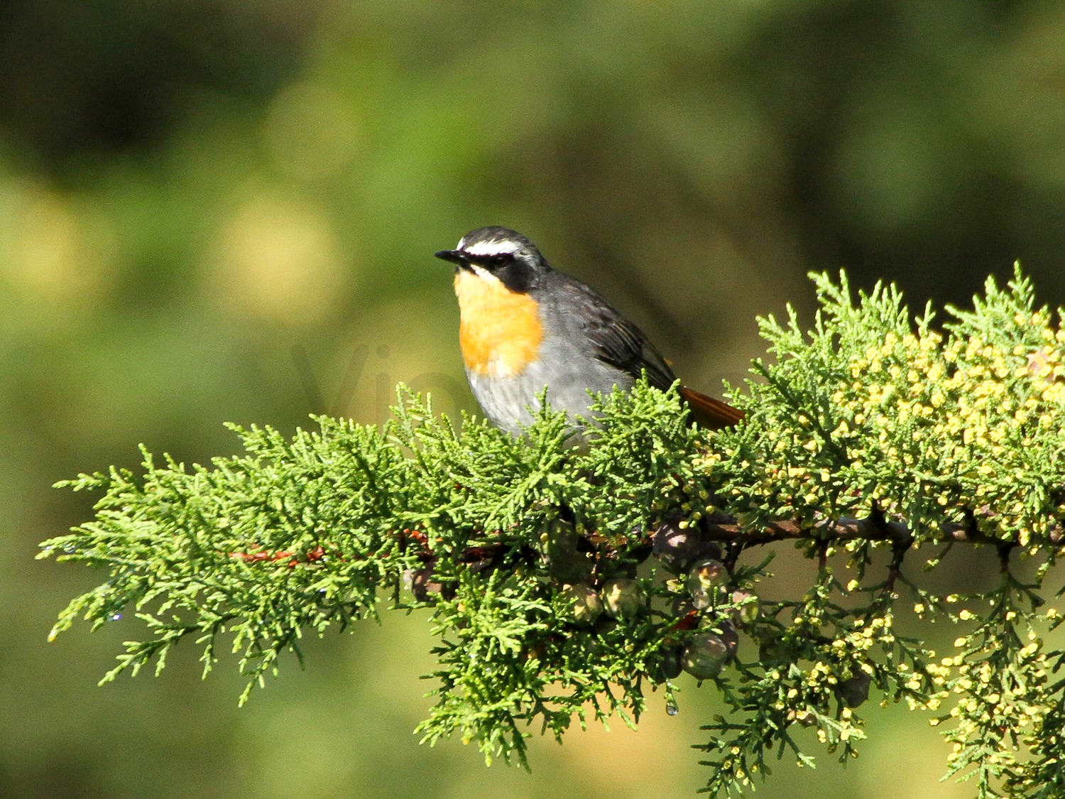 Cape Robin-Chat | Central Kenya Highlands