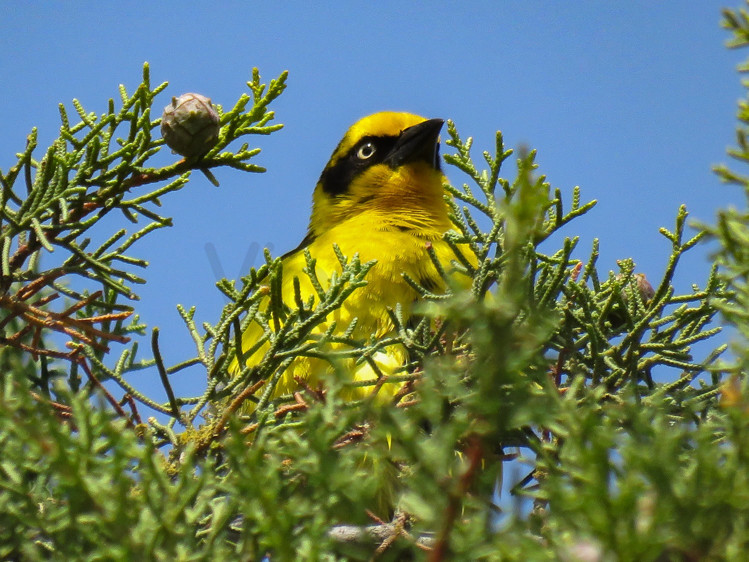 Baglafetch Weaver Bird | Central Kenya Highlands
