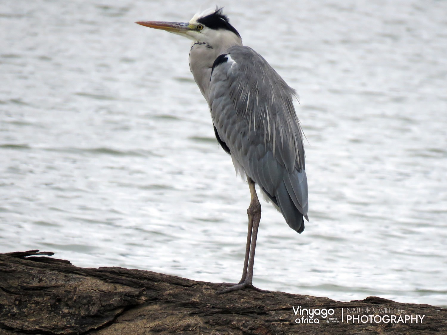 Gray Heron | Lake Naivasha