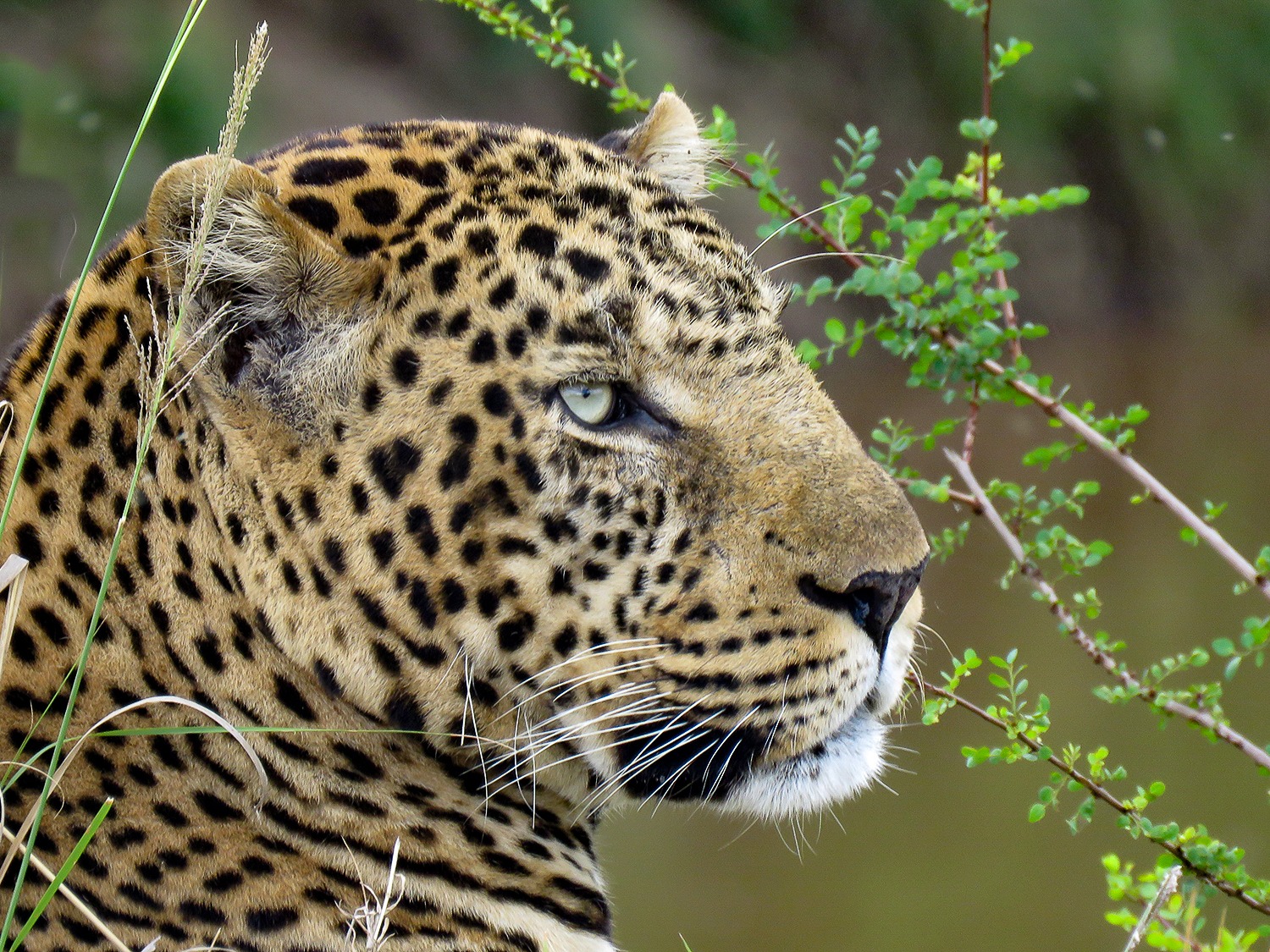 Male Leopard | Maasai Mara Game Reserve